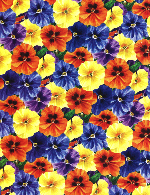 Multicolored Pansies