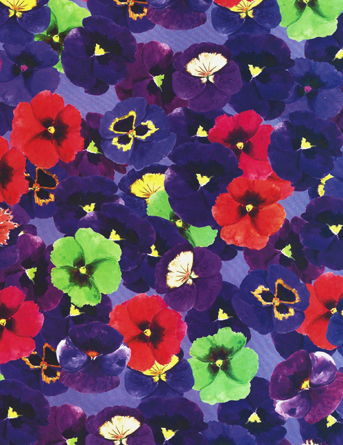 Multicolored Pansies
