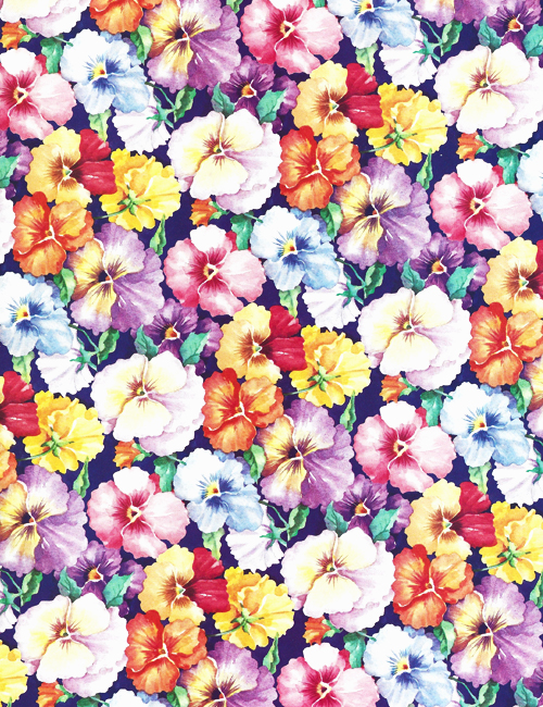 Multicolored Rock Roses (Maybe?)